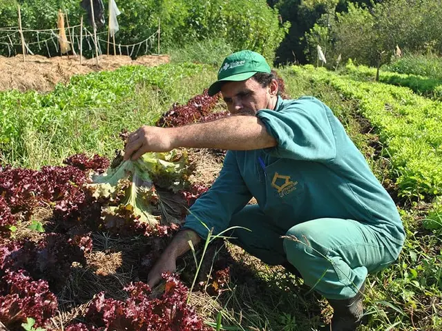 Agricultor colhendo na horta orgânica do Armazém das Oficinas