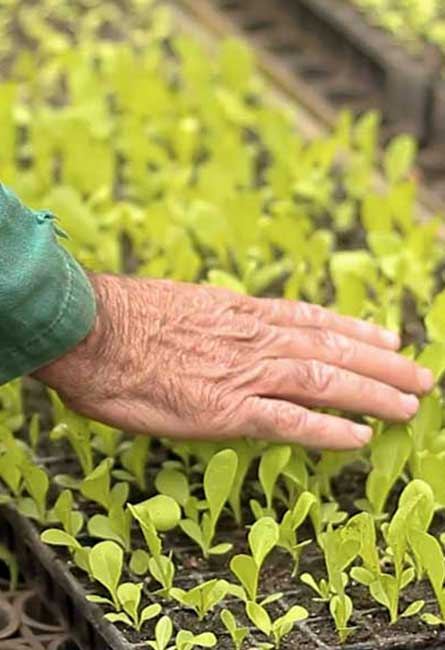 AGRICULTOR-CUIDA-DA-PRODUCAO-AGRICOLA