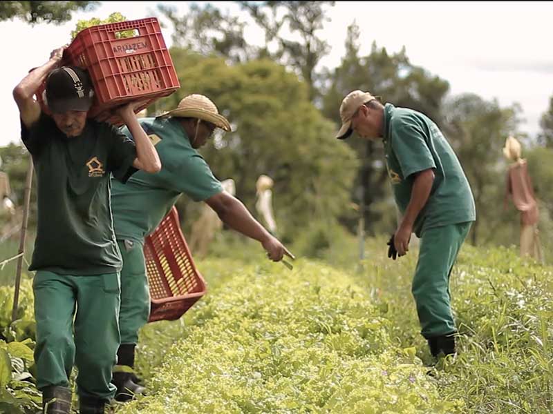 Produtos organicos certificados sao colhidos
